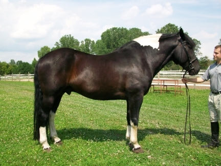 haflinger haflingers dressage ahr dorset dorsets sheep lamb lambs chickens plymouth rock rocks columbian barred silver penciled honeybees honey bees nucs german shepherds border collies michigan akc abca lesperance glaurung mi ohio oh